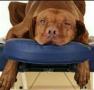 Venta de Otros trabajos: Adiestra a terapeuta canino